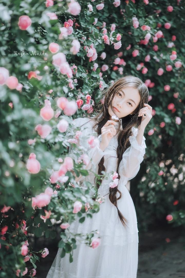 Rozen maifen
