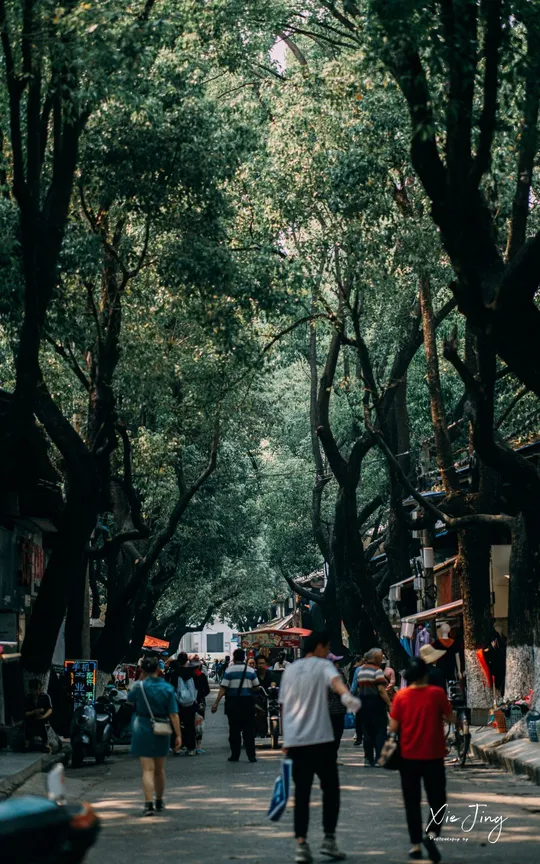 人们走在一条树木成荫的街道上