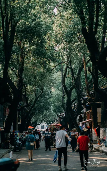 人们走在一条树木成荫的街道上