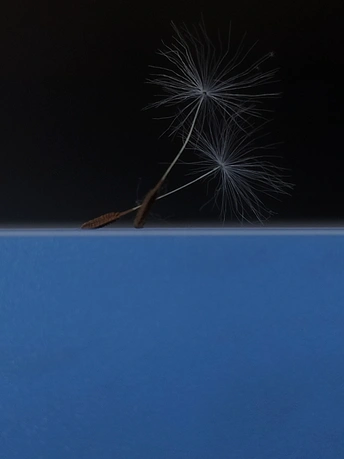 风中吹着蒲公英的种子