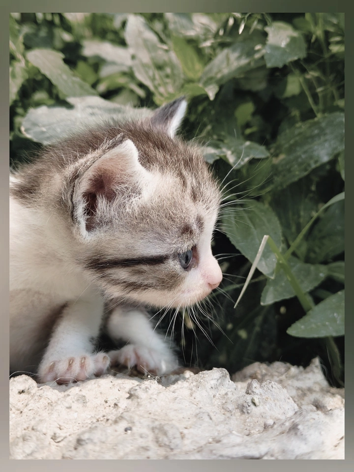 暖猫