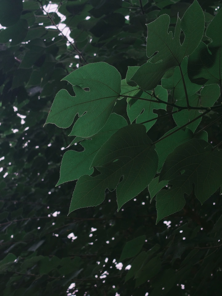 秋分