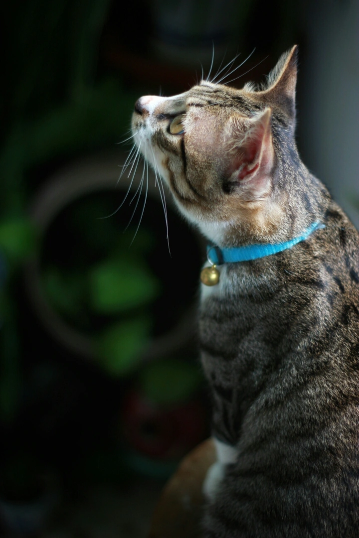我是一只普通的狸花猫