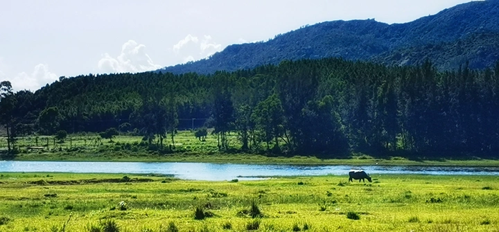 青山 湖泊 草原 树林
清净明然