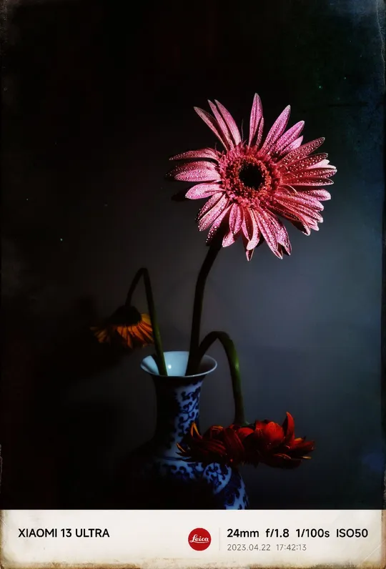 一朵粉红色的 Daisy 花 插在蓝色的花瓶里。