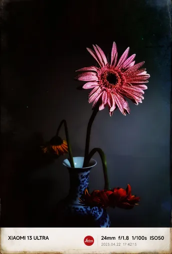 一朵粉红色的 Daisy 花 插在蓝色的花瓶里。