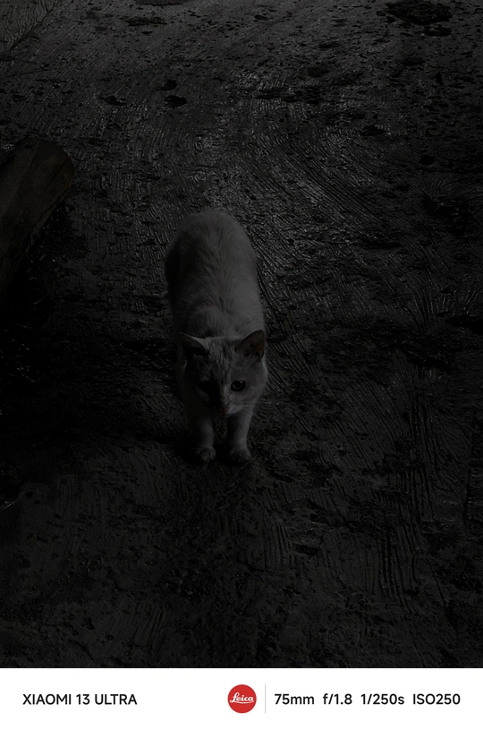 一只黑白相间的猫站在地面上