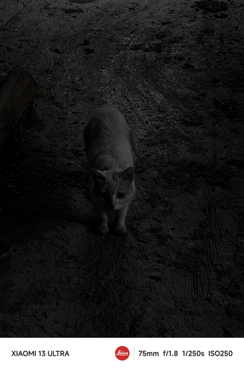 一只黑白相间的猫站在地面上