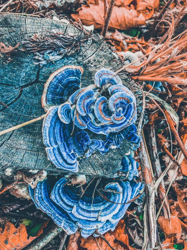 《红酒的味道》