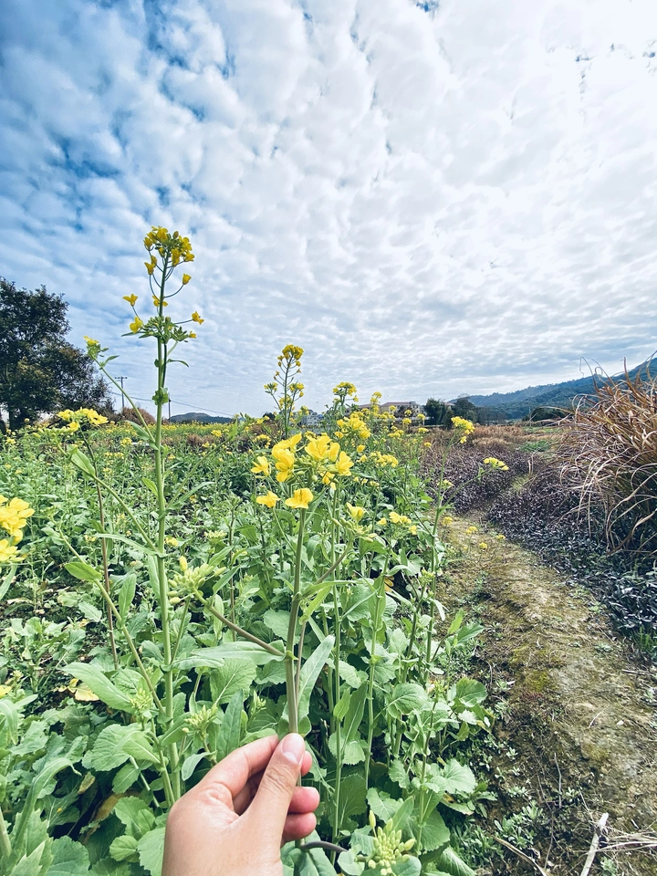 春节油菜花随手拍