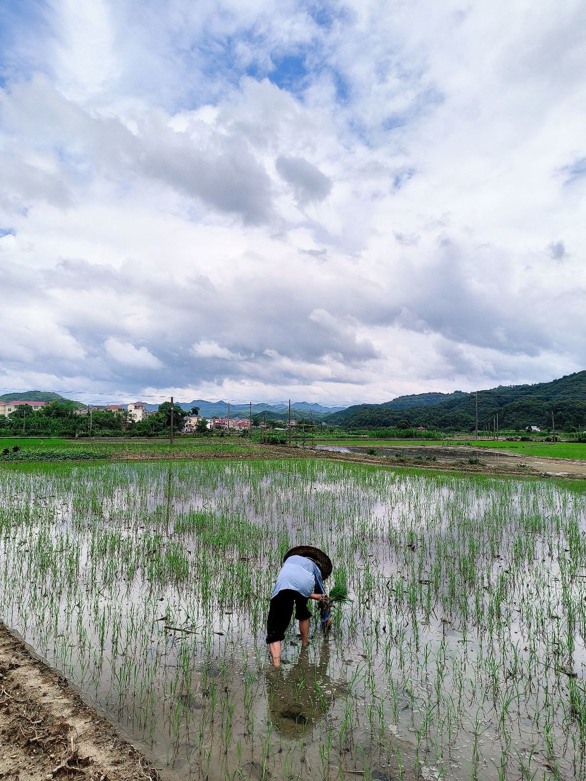一位农民在洪水淹没的田地里种水稻 而另一个人在水边工作。