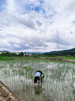 一位农民在洪水淹没的田地里种水稻 而另一个人在水边工作。