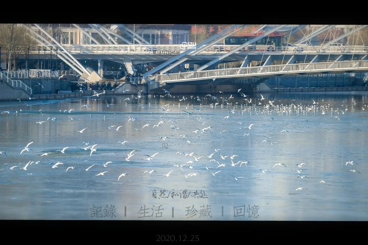 圣诞扫河打鸟
