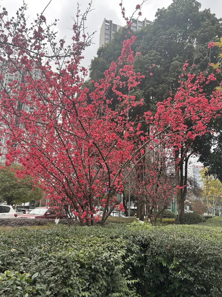 春花