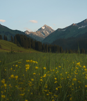 一片草地 有黄色的花和绿色的草 背景是山脉。