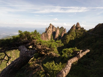 从山顶俯瞰 前景中有松树。