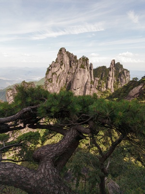 一棵生长在山顶上的松树 背景是岩石地貌