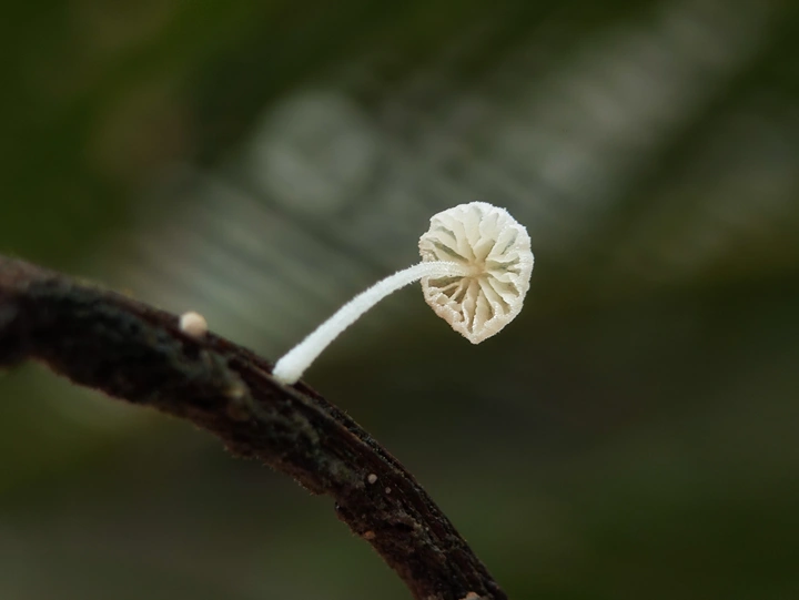 菌子专场