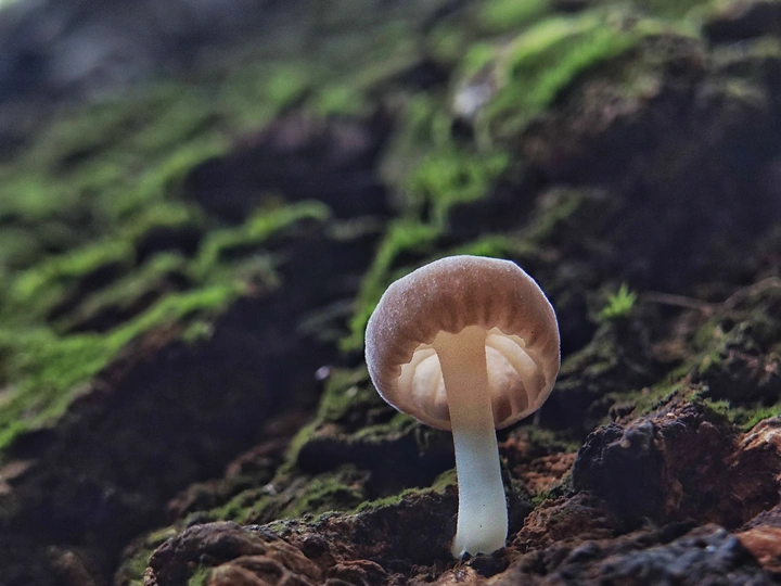菌子
