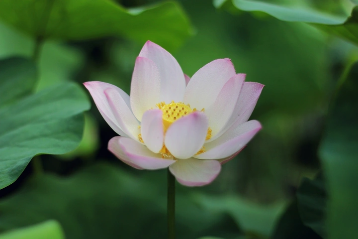 绿波泛荷
