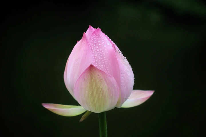 红润净香