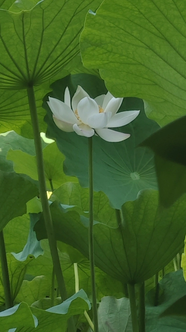 翠幄藏琼