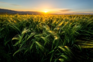夕阳或日出时 麦田或麦场上吹着麦穗或麦草的风。