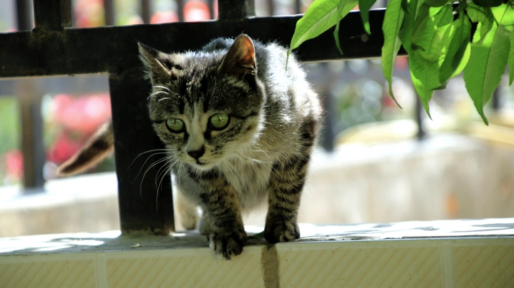 猫的日常