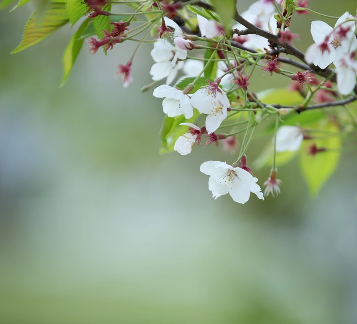 樱花