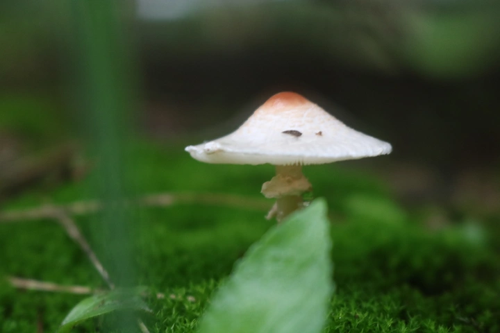 蘑菇🍄