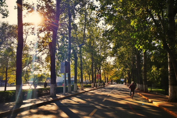 天津大学林荫路