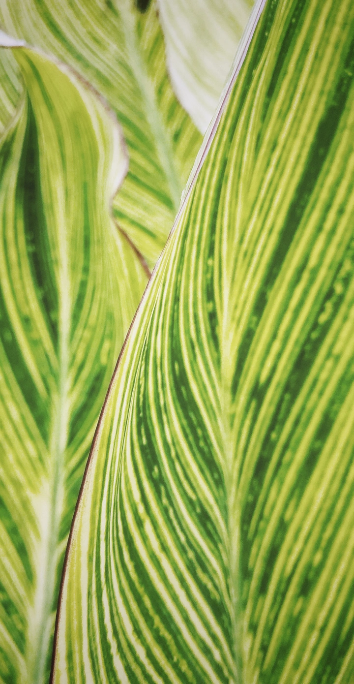 夏