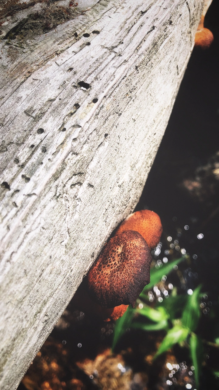 一根木头
