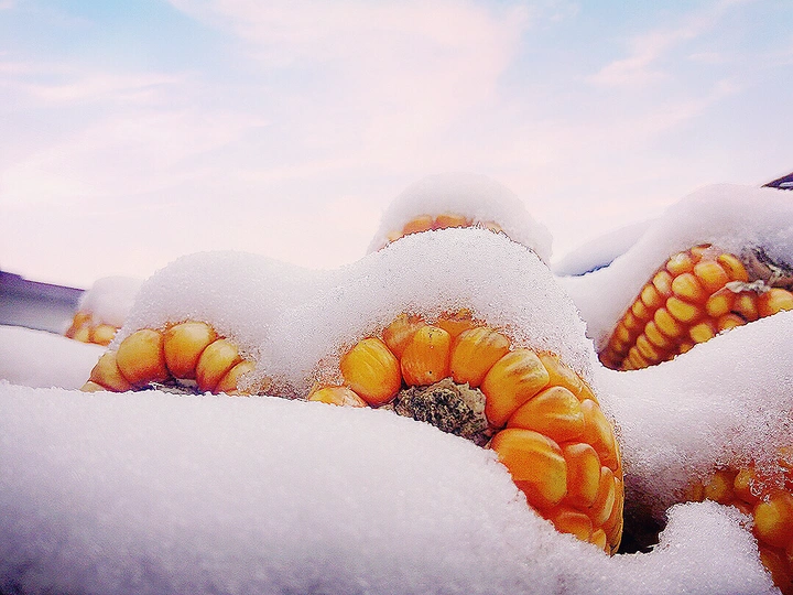 瑞雪兆丰年