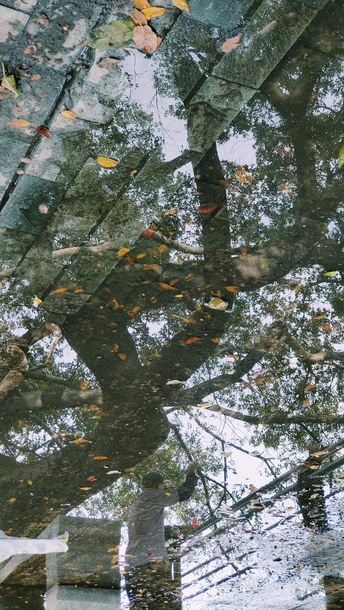 水坑里倒映着树木和一个撑着雨伞在雨中行走的人
