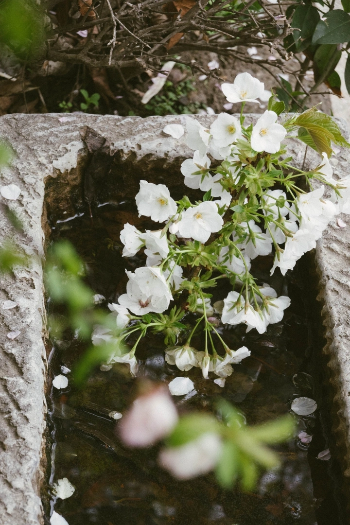 小巷繁花