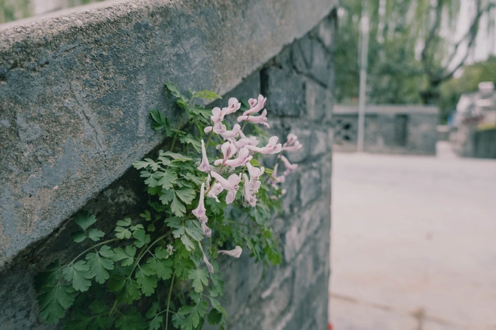 夹缝生花