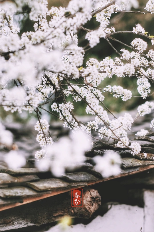 白花在建筑的屋顶上