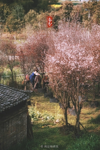 一些人在一棵开粉红色花的树下坐着