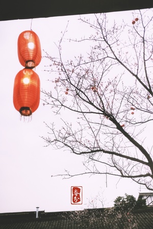 挂在一栋楼前面的树上 红灯笼