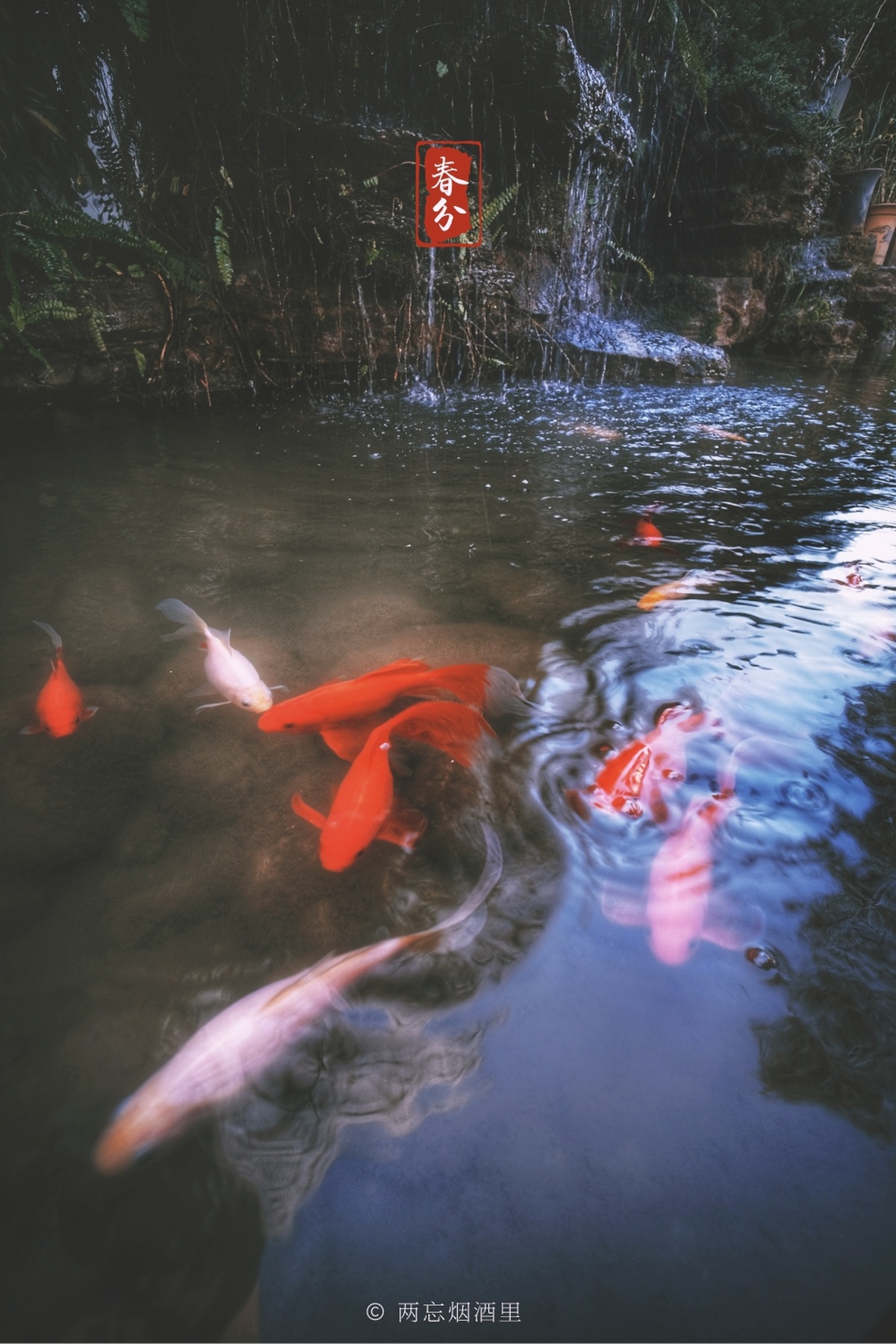 池塘里游动的锦鲤背景瀑布