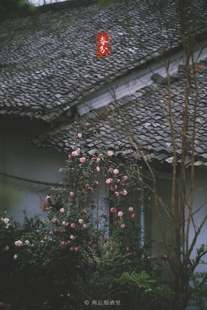 粉玫瑰在老房子花园中生长