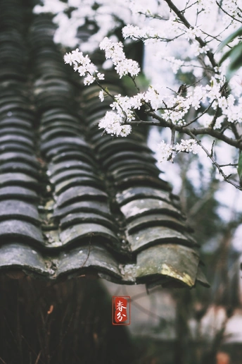 建筑物的屋顶上挂着白色的花 背景中有一棵树。