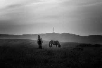 一张黑白照片 马在田野中吃草