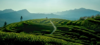 背景有山的一个绿茶种植园