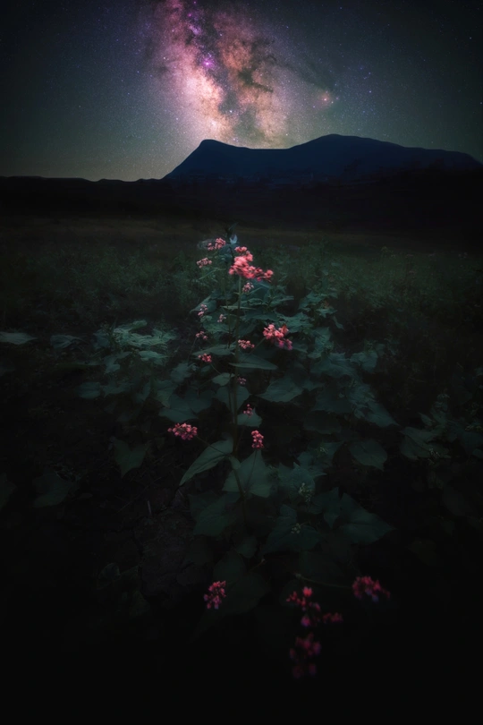 在一个黑暗的星空下 有一片花的海洋。