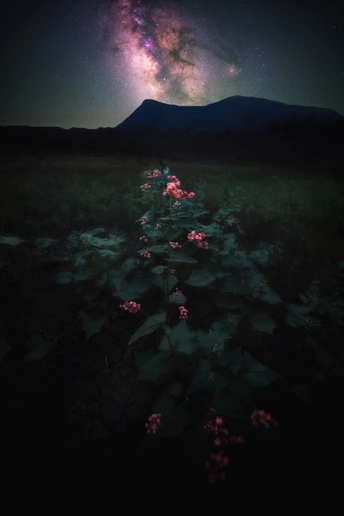 在一个黑暗的星空下 有一片花的海洋。