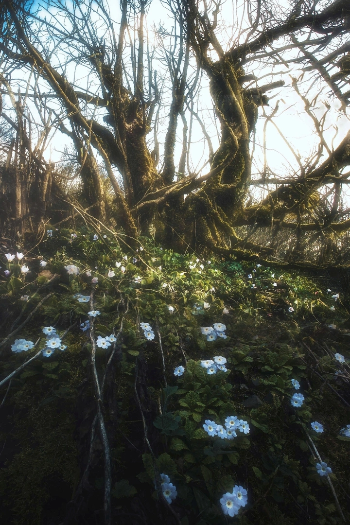 故事的小蓝花