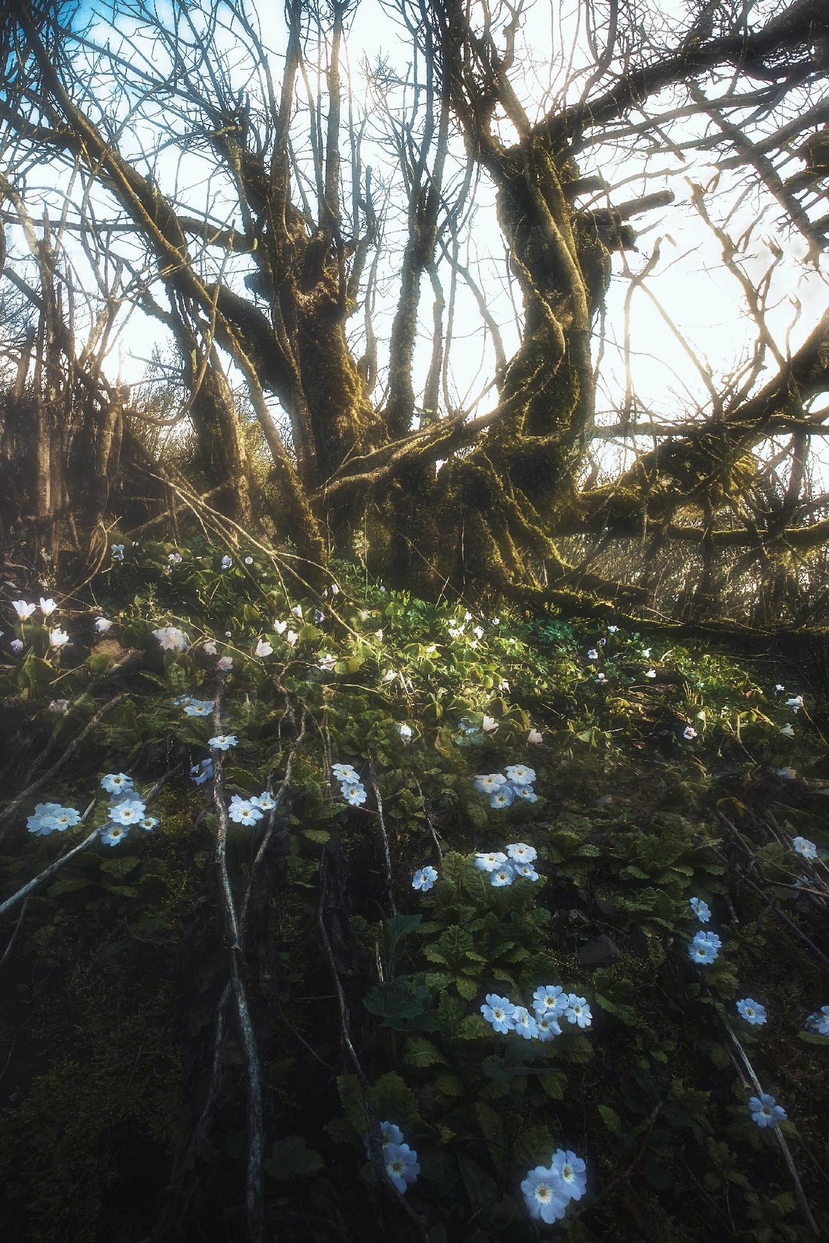 阳光下森林中的蓝色花朵