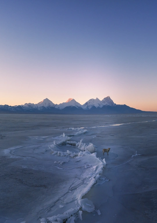 夕阳西下时分 一只狗穿过一个结冰的湖 远处有山。